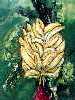 Bananas II