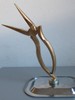 Corpo in movimento d�uccello
